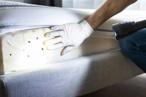 Best Emergency Pest Control  in Shpee Neck, MA