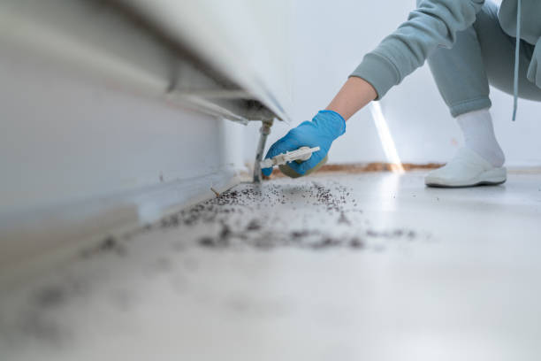 Best Wasp Removal Services  in Shpee Neck, MA